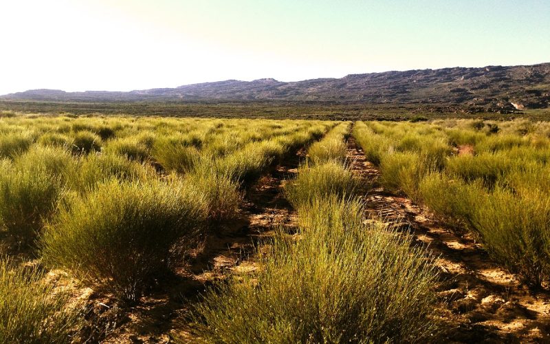 rooibos