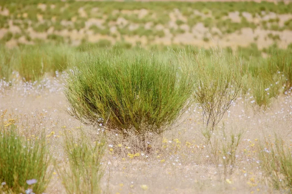 rooibos plant